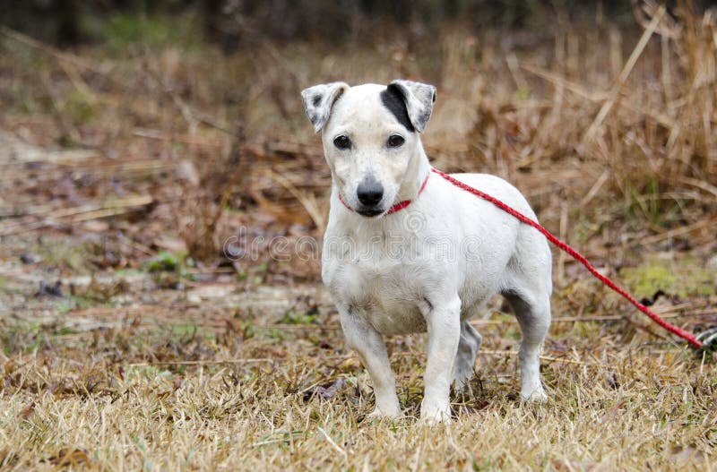 Älterer weiblicher Jack Russell Terrier-Hund stockfotos Älterer weiblicher Jack Russell Terrier-Hund stockfotos