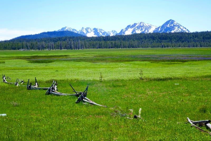 Äng för högt berg - Idaho royaltyfri bild Äng för högt berg - Idaho royaltyfri bild