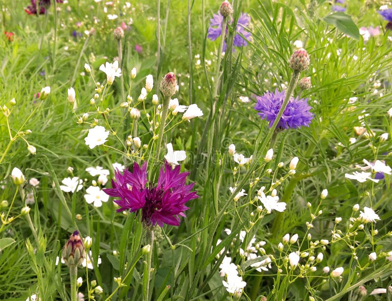 äng med en variation av vildblommor royaltyfria foton äng med en variation av vildblommor royaltyfria foton