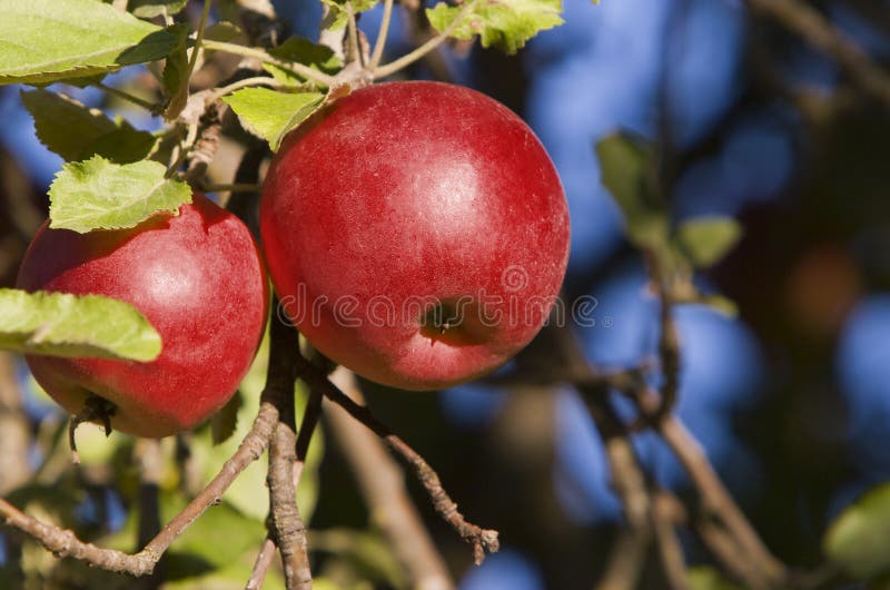Äpfel (2) im Baum - horizontal lizenzfreies stockfoto Äpfel (2) im Baum - horizontal lizenzfreies stockfoto