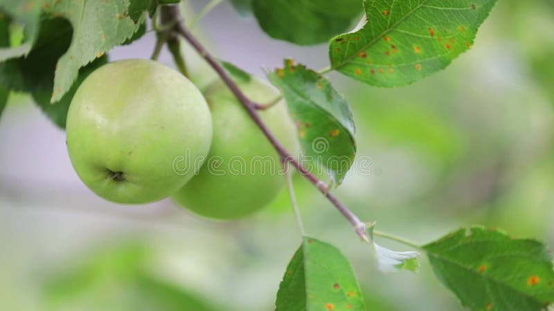 Äpfel, die auf Apfelbaum wachsen, mit Zedernapfel rostfrei