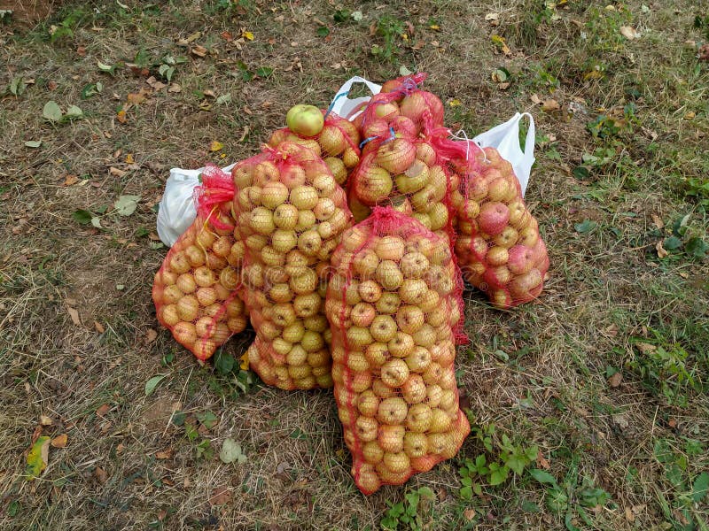 Äpfel, die während der Apfelpflücksaison im Herbst in einen Haufen eingesammelt wurden, mit großer Ernte von leckeren, saftigen u stockbilder Äpfel, die während der Apfelpflücksaison im Herbst in einen Haufen eingesammelt wurden, mit großer Ernte von leckeren, saftigen u stockbilder