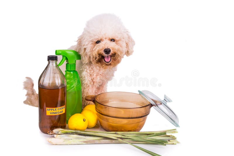 Äppelcidervinäger, citron, effektiv loppaimpregneringsmedel för lemongrass fotografering för bildbyråer Äppelcidervinäger, citron, effektiv loppaimpregneringsmedel för lemongrass fotografering för bildbyråer