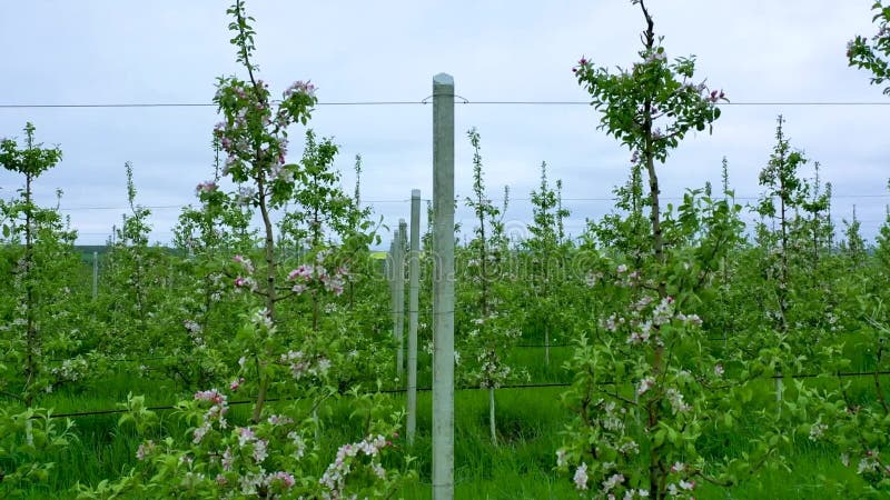 Äppelfruktträdsblomning med många vita blommor på en solig vårdag. blommande träd planteras i raka rader på