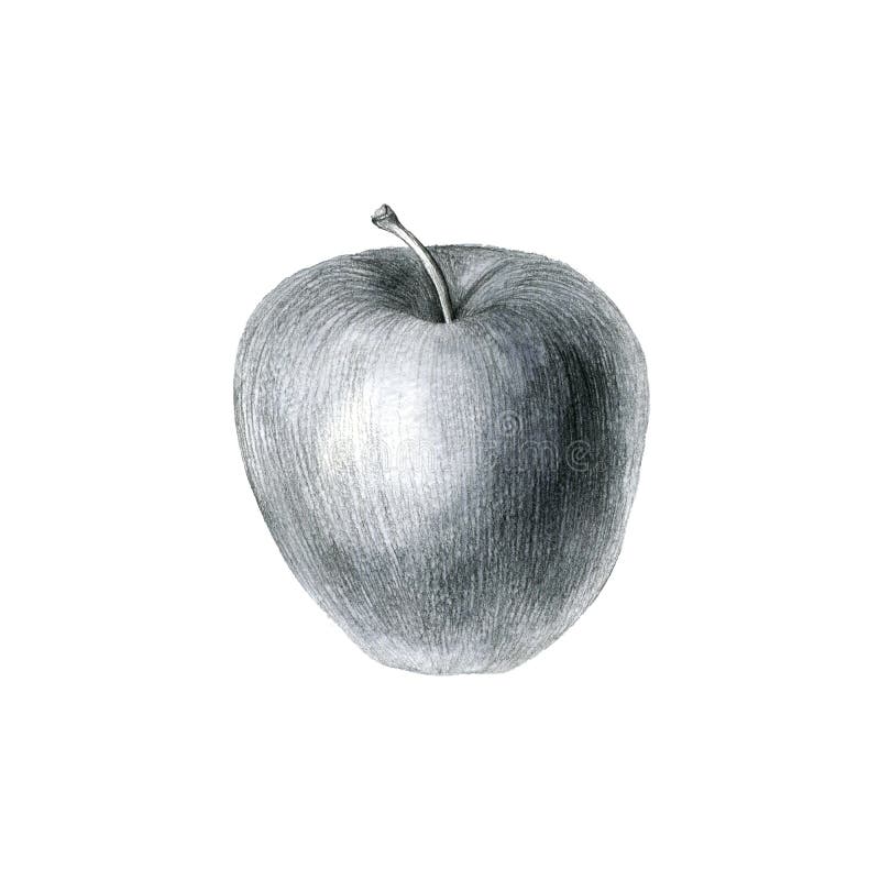 Äpple för blyertspennateckning arkivbilder Äpple för blyertspennateckning arkivbilder