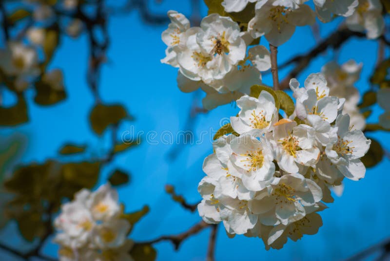 äppleblomningclosen blommar upp treen royaltyfria foton äppleblomningclosen blommar upp treen royaltyfria foton