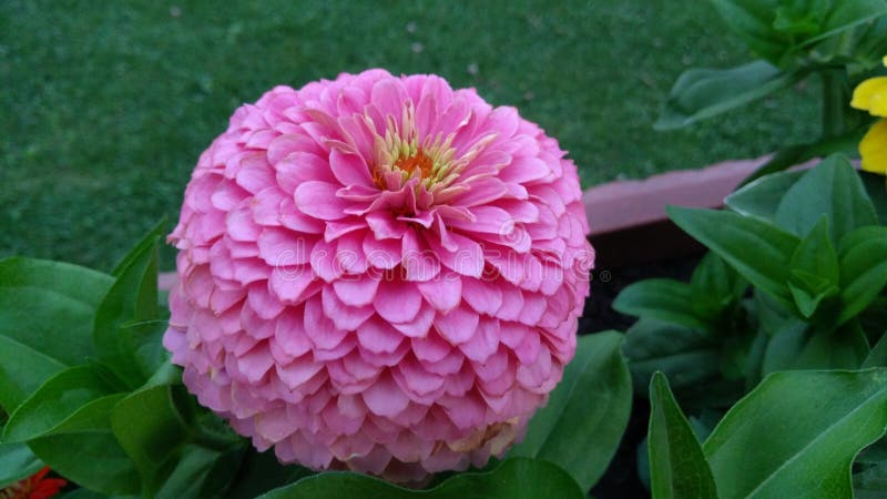 Är det en marshmallow? Inte it& x27; s en Zinnia royaltyfri bild Är det en marshmallow? Inte it& x27; s en Zinnia royaltyfri bild
