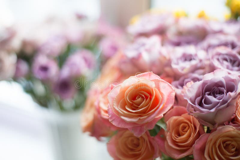 Är piggy och violetta för minnesgränd rosor för fantastisk korallmiss i en vas Älskvärda blommor är på ett fönster arkivfoton Är piggy och violetta för minnesgränd rosor för fantastisk korallmiss i en vas Älskvärda blommor är på ett fönster arkivfoton