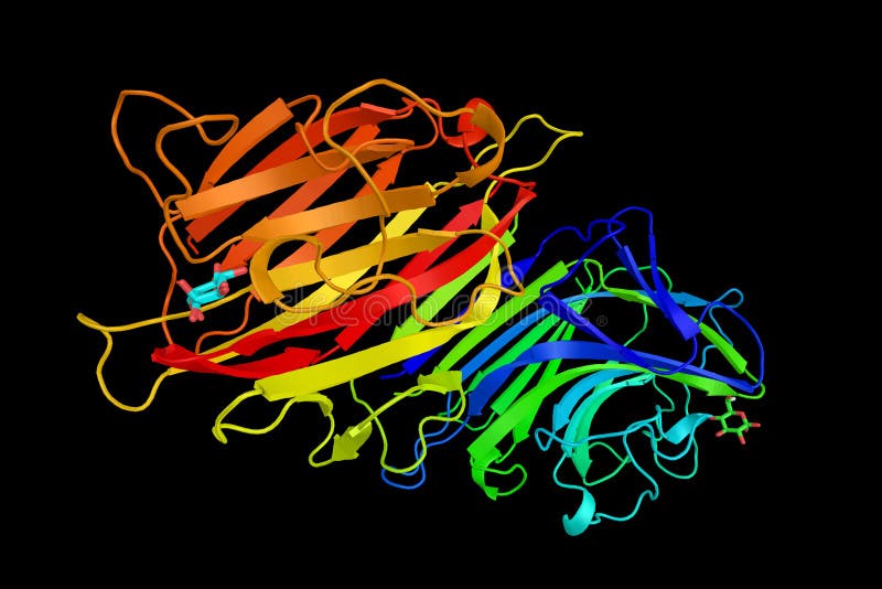 Ärtalectinprotein, ett bindande protein för kolhydrat Lectins perf