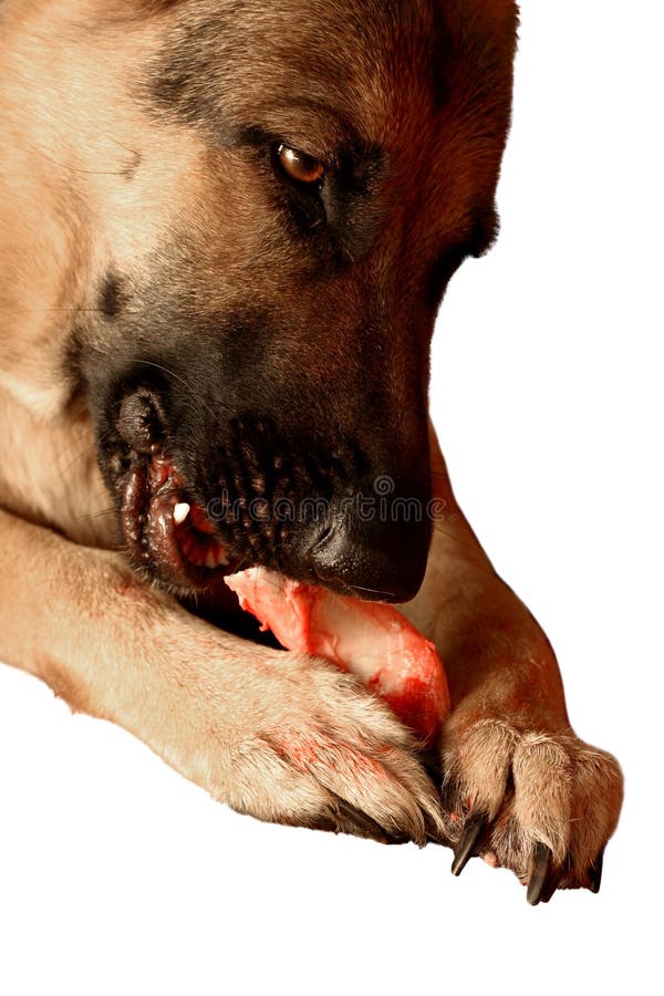 Download äta för benhund fotografering för bildbyråer. Bild av tänder - 29329