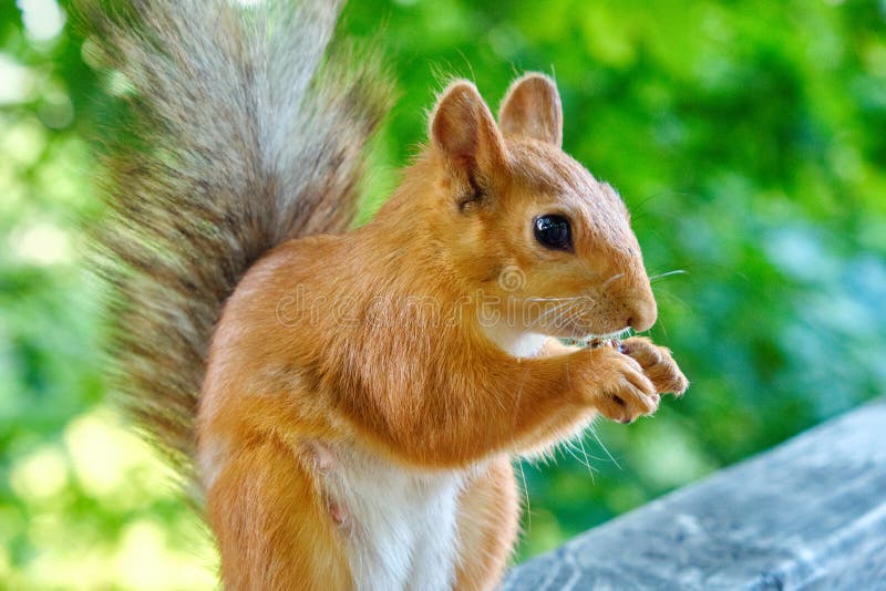äta mutterekorren fotografering för bildbyråer äta mutterekorren fotografering för bildbyråer