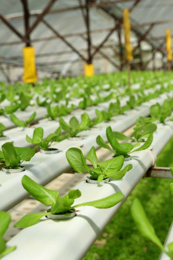 åkerbruk hydroponic koloni arkivfoto åkerbruk hydroponic koloni arkivfoto