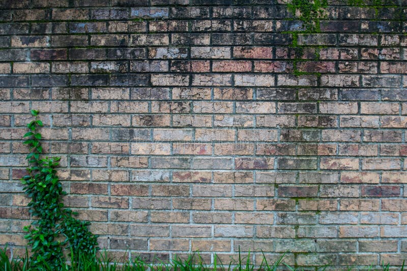 Åldrig tegelsten med Ivy Left arkivbild Åldrig tegelsten med Ivy Left arkivbild