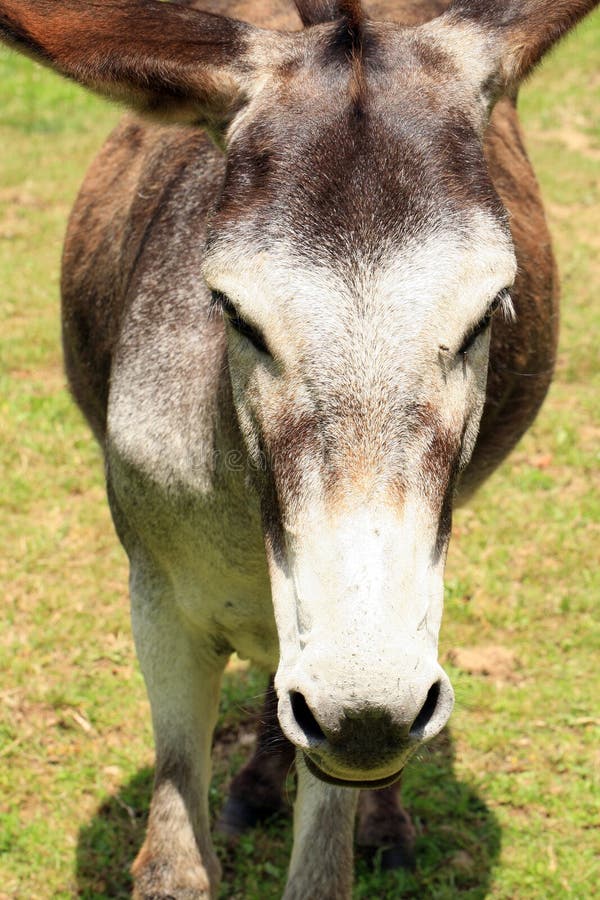 Herd of donkeys on breeding farm in Poland. Herd of donkeys on breeding farm in Poland