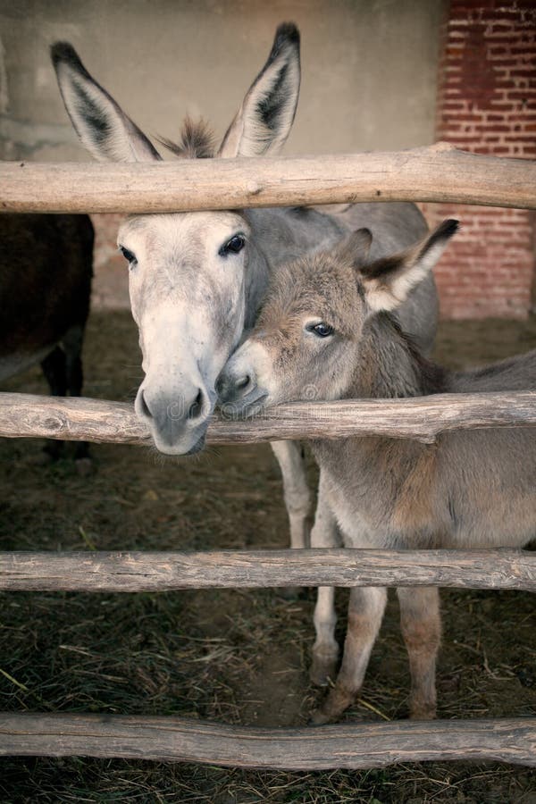 Picture of donkeys, mother and son in tenderness. Picture of donkeys, mother and son in tenderness