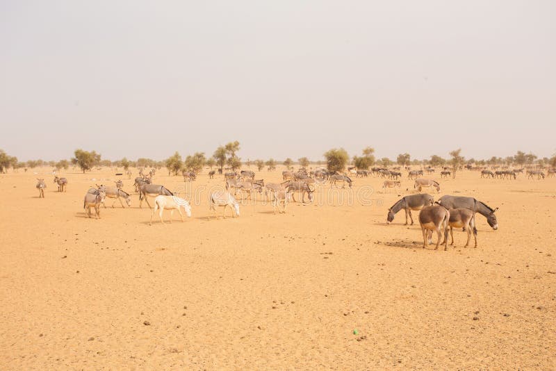 Many donkeys in the Sahara desert, in Mauritania. Many donkeys in the Sahara desert, in Mauritania