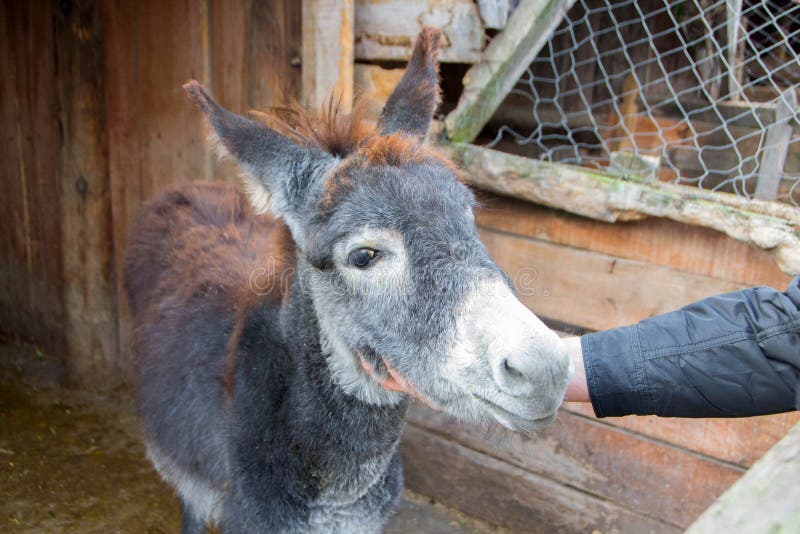 Donkeys and donkey milk as a brand in the national park of Zasavica, Serbia, Europe. Donkeys and donkey milk as a brand in the national park of Zasavica, Serbia, Europe