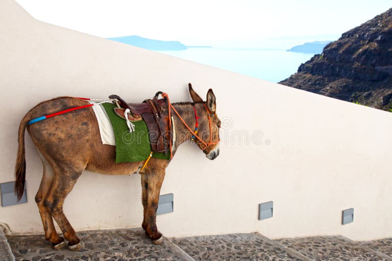 For a fee, donkeys and mules are available for rides to get down the steep path to the old port in Santorini, Greece. For a fee, donkeys and mules are available for rides to get down the steep path to the old port in Santorini, Greece.