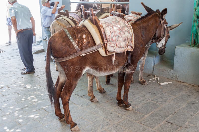 Donkeys in Lindos, Rhodes Island, Greece. Donkeys in Lindos, Rhodes Island, Greece.