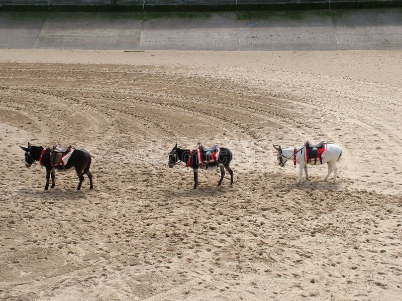 Three donkeys on beach at Blackpool. Three donkeys on beach at Blackpool.