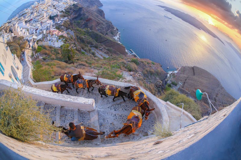 Donkeys against colorful sunset on famous Santorini island in Greece. Donkeys against colorful sunset on famous Santorini island in Greece