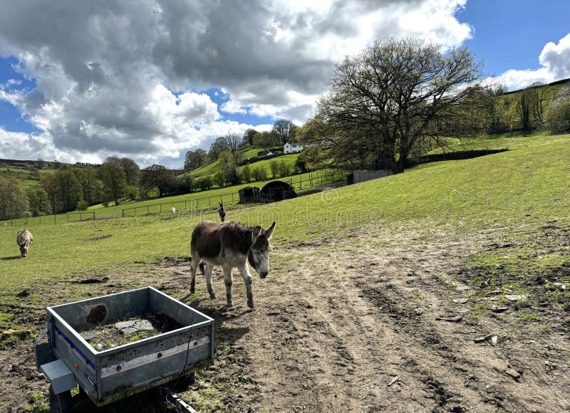 Donkeys unwind in a spacious pasture, an alpaca visible afar, under the heavy clouds of a late winter's day in Sutton-in-Craven, Yorkshire, UK. Donkeys unwind in a spacious pasture, an alpaca visible afar, under the heavy clouds of a late winter's day in Sutton-in-Craven, Yorkshire, UK.