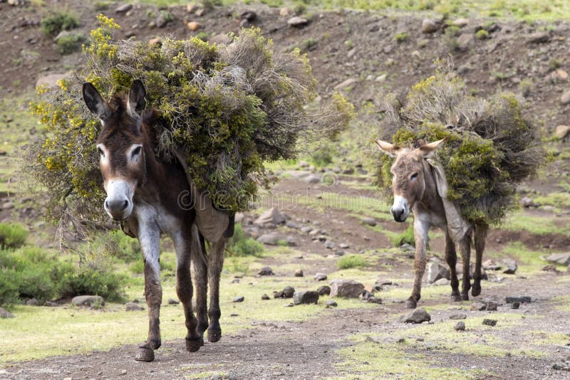 Donkeys are used as the main means of transport in Lesotho. The Basotho`s travel for many miles to buy maize meal and beer and other objects. Donkeys are used as the main means of transport in Lesotho. The Basotho`s travel for many miles to buy maize meal and beer and other objects.