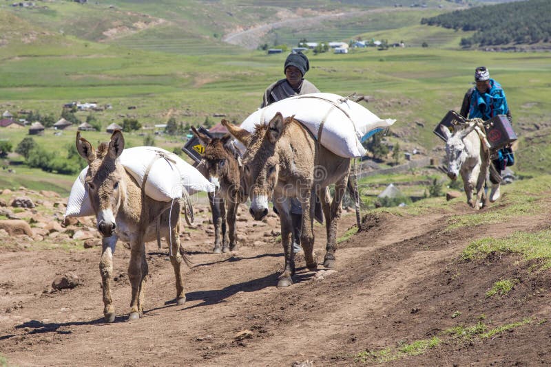 Donkeys are used as the main means of transport in Lesotho. The Basotho`s travel for many miles to buy maize meal and beer and other objects. Donkeys are used as the main means of transport in Lesotho. The Basotho`s travel for many miles to buy maize meal and beer and other objects.