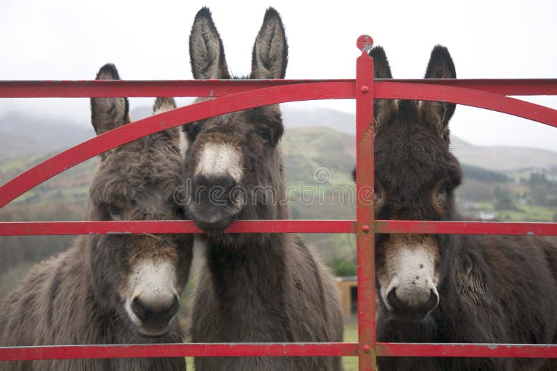 Donkeys at gate in Ireland on wet day. Donkeys at gate in Ireland on wet day