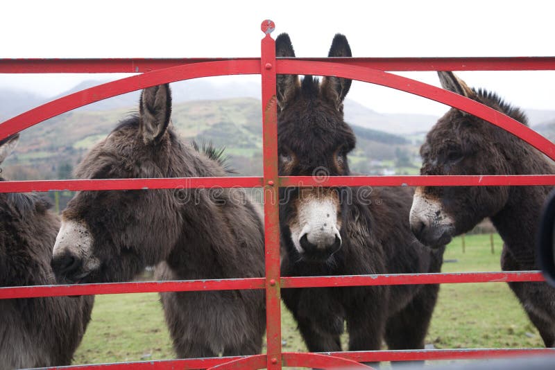 Donkeys at gate in Ireland on wet day. Donkeys at gate in Ireland on wet day