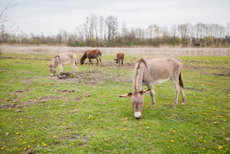 Donkeys grazing on pasture, domestic animal , Balkan donkey, nature landscape, livestock, spring day, eco farming. Donkeys grazing on pasture, domestic animal , Balkan donkey, nature landscape, livestock, spring day, eco farming