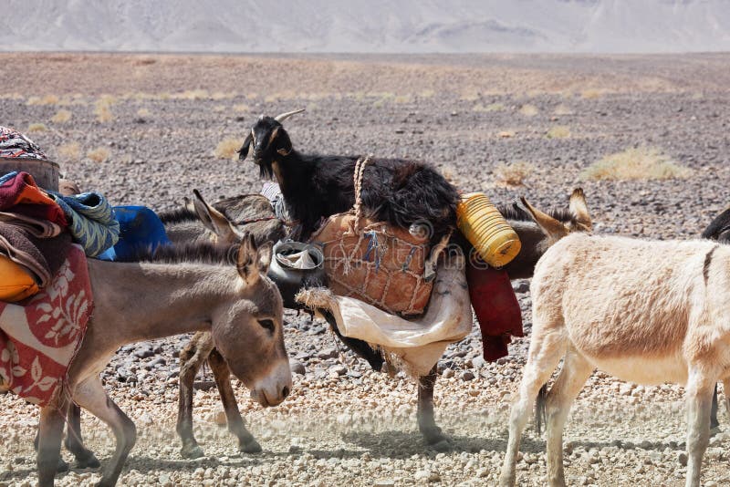 Donkeys of nomads carrying goods and a goat through stony desert, Sahara desert, Morocco. Donkeys of nomads carrying goods and a goat through stony desert, Sahara desert, Morocco.