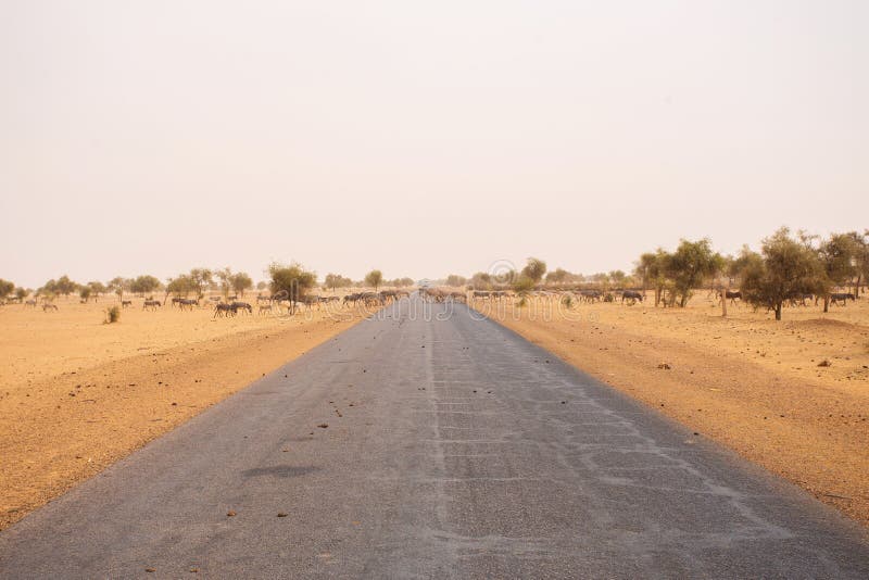 Many donkeys, crossing the road in Mauritania. Many donkeys, crossing the road in Mauritania