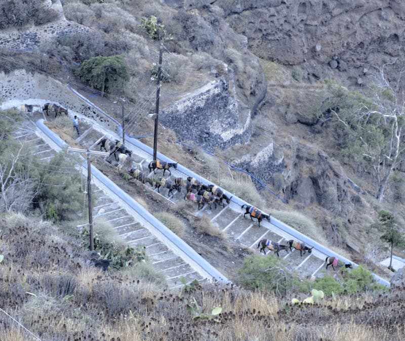 Donkeys used by tourists, seen descending a path down the cliffs at Fira on the Greek island of Santorini. Donkeys used by tourists, seen descending a path down the cliffs at Fira on the Greek island of Santorini.