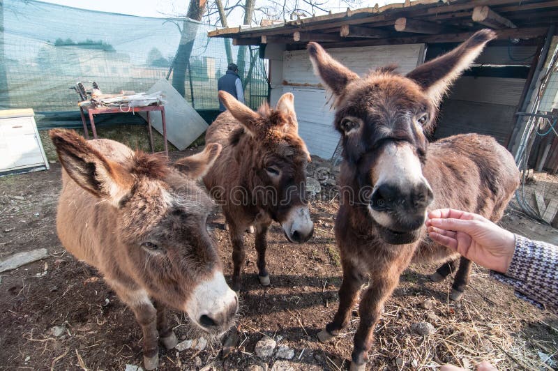 Donkeys eating on the farm in italy. Donkeys eating on the farm in italy