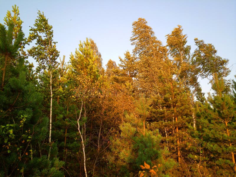 återkyva-skog direkt före solnedgång royaltyfri fotografi