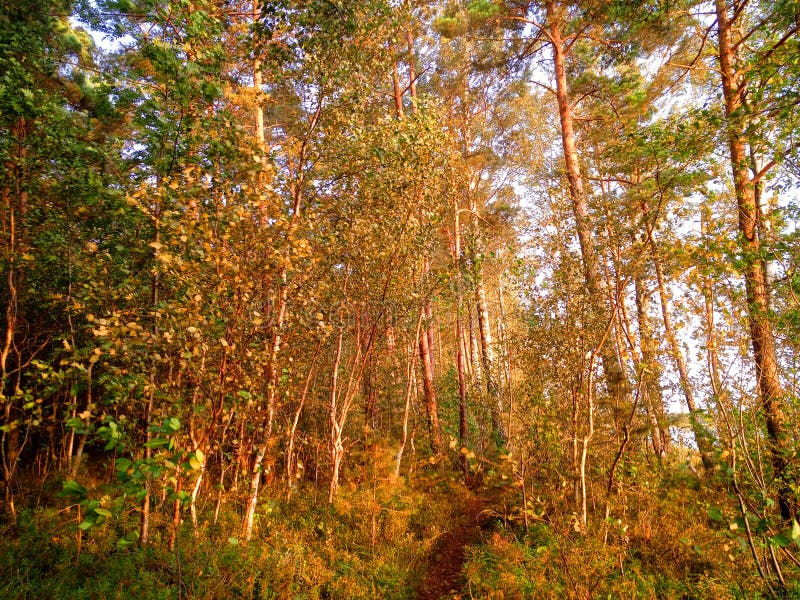 återkyva-skog direkt före solnedgång royaltyfria bilder