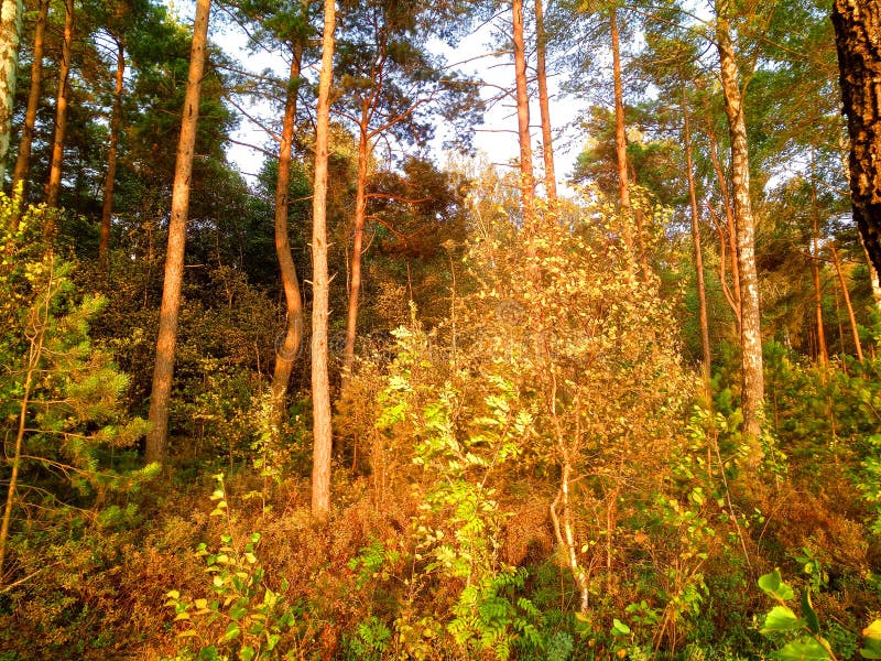 återkyva-skog direkt före solnedgång fotografering för bildbyråer