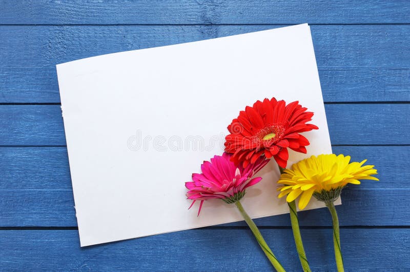 Åtlöje upp konstverk för beröm, teckningen och text på en blå träbakgrund med tre kulöra blommagerberas plant fotografering för bildbyråer Åtlöje upp konstverk för beröm, teckningen och text på en blå träbakgrund med tre kulöra blommagerberas plant fotografering för bildbyråer