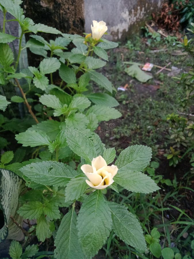 åttatusblomma eller vändskiva royaltyfri bild