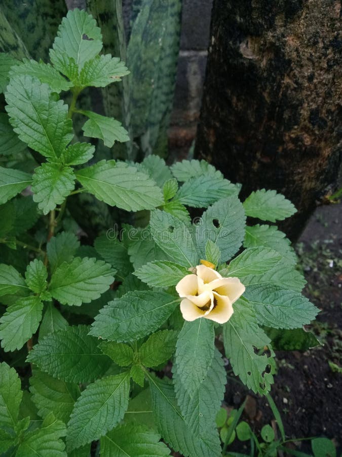 åttatusblomma eller vändskiva royaltyfria foton