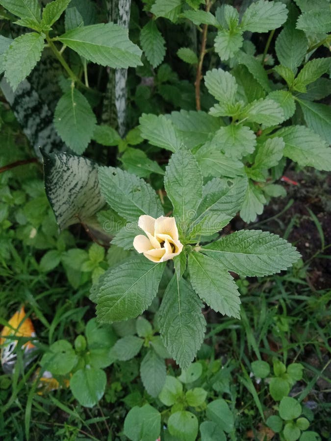 åttatusblomma eller vändskiva royaltyfria bilder