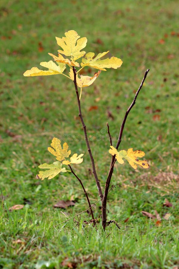 小无花果树或Ficus Carica或者无花果与生长在地方庭院里的少量大叶子包围与未割减的草 库存图片 小无花果树或Ficus Carica或者无花果与生长在地方庭院里的少量大叶子包围与未割减的草 库存图片