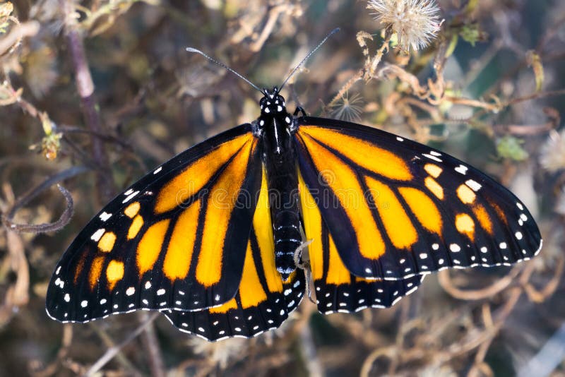 Żeński monarchiczny motyl z skrzydłami rozprzestrzenia, Kalifornia zdjęcie royalty free Żeński monarchiczny motyl z skrzydłami rozprzestrzenia, Kalifornia zdjęcie royalty free