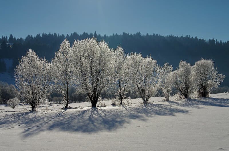 在日出，冻树的斯诺伊风景在冬天