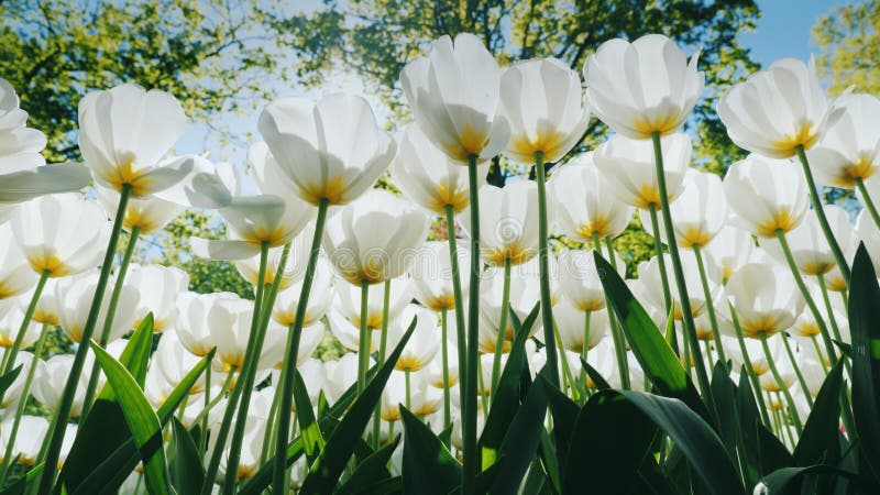Światło słoneczne robi swój sposobowi przez kwiatu łóżka z białymi tulipanami