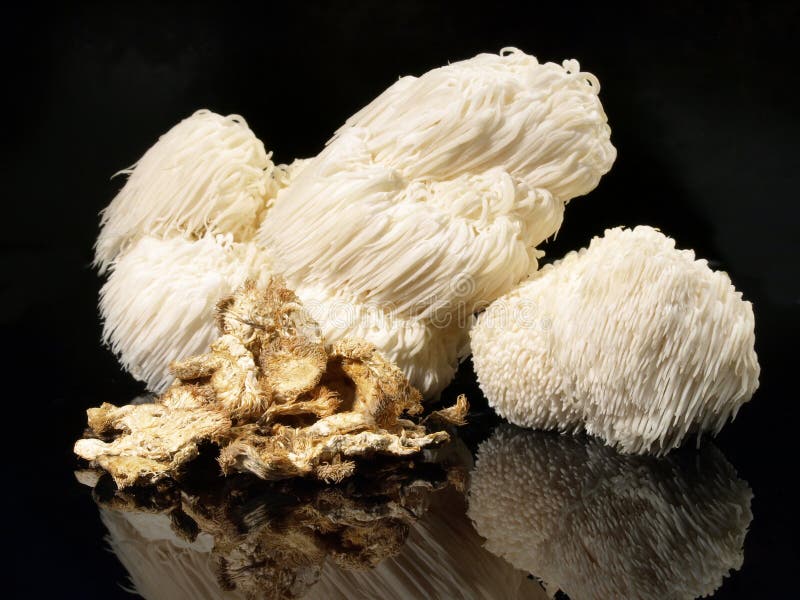 Świeża Hericium pieczarka - Zdrowy odżywianie zdjęcia stock Świeża Hericium pieczarka - Zdrowy odżywianie zdjęcia stock