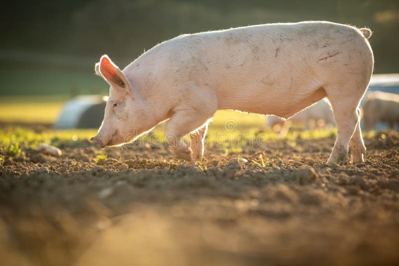 Świnie w organicznie mięsa gospodarstwie rolnym