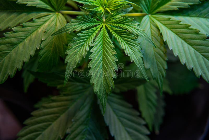 植被大麻植物,绿色背景,大麻耕种,增长的印度大麻,大麻叶子 库存照片 植被大麻植物,绿色背景,大麻耕种,增长的印度大麻,大麻叶子 库存照片