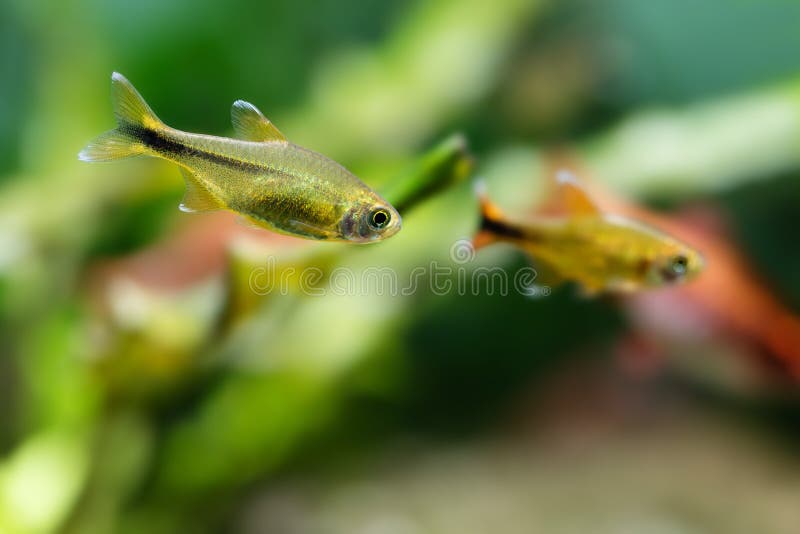水族馆鱼银打翻了四游泳的淡水水族馆坦克,绿叶软的背景 复制空间 库存图片 水族馆鱼银打翻了四游泳的淡水水族馆坦克,绿叶软的背景 复制空间 库存图片